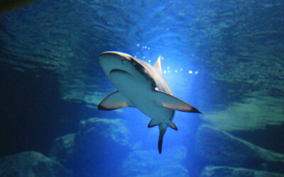 Aquarium